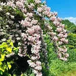 Gajraj 拉德库夫